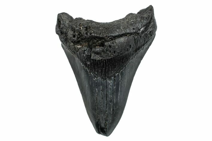 Fossil Megalodon Tooth - South Carolina #276423